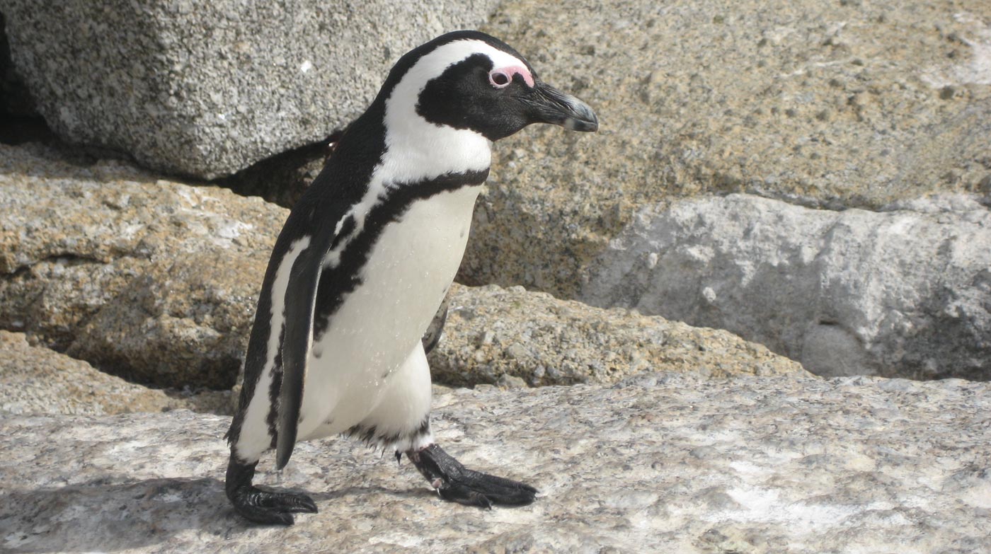 penguin-cropped